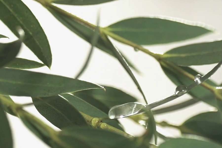 2026-kia-niro-interieur-eucalyptus